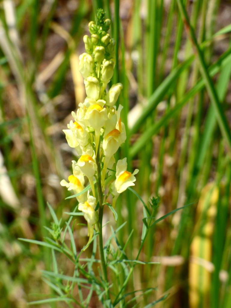 リナリアの元種かな、ホソバウンラン