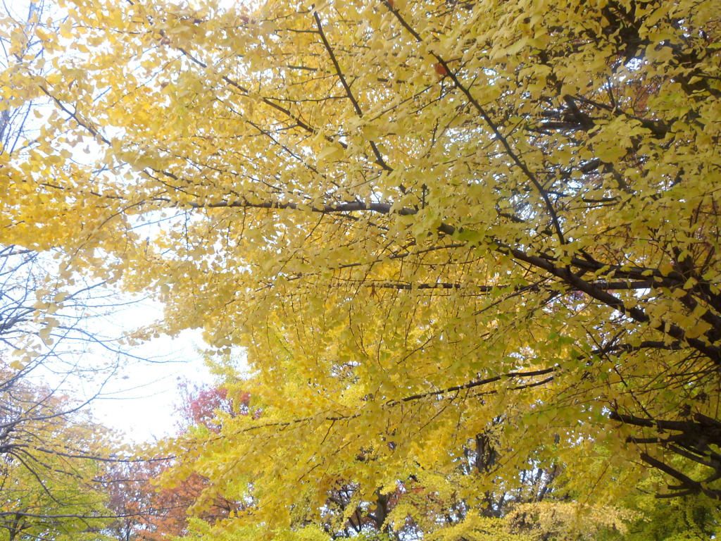 平安の頃は紅葉，黄葉眺めたという