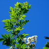 野薔薇の白と青空