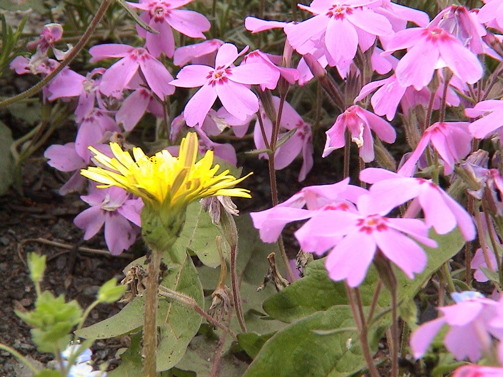羊山公園のしばざくらと関東タンポポ