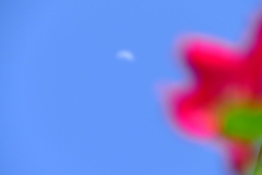 町屋の青空に薔薇と月の紅白