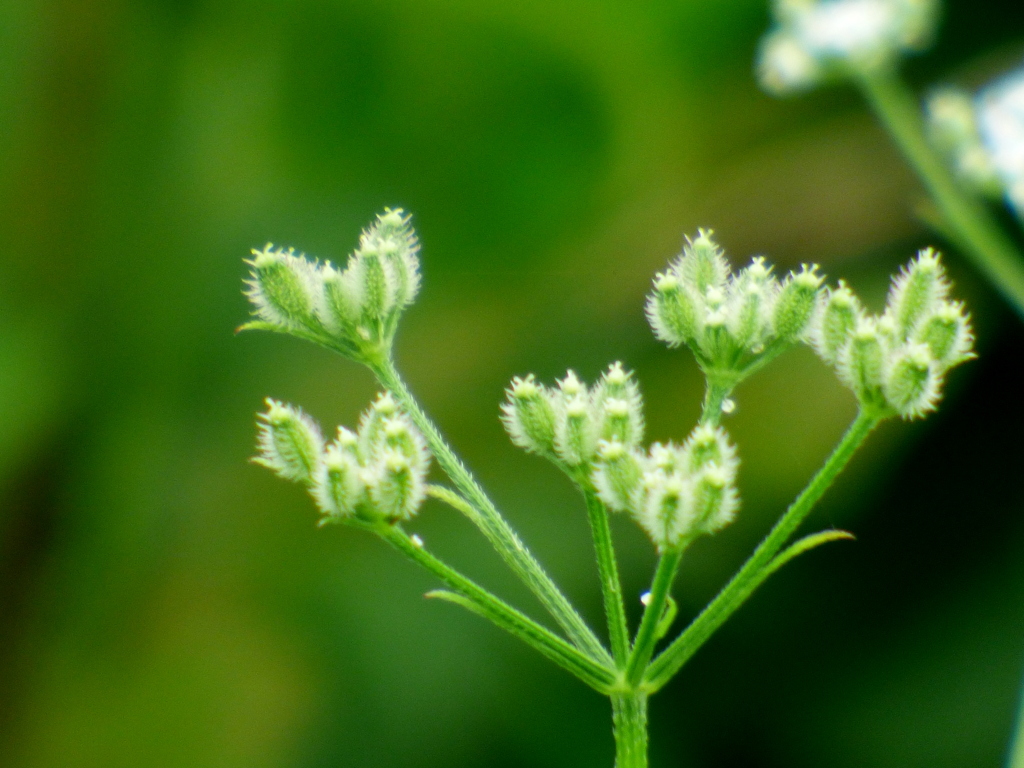 河原のオやブジラミ