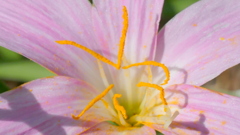 ゼフィランサスのしべ