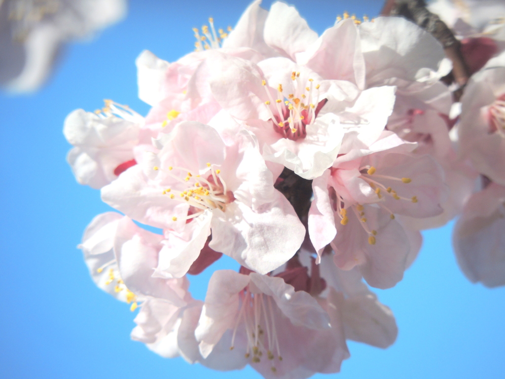 三河島駅前の公園の杏子の花