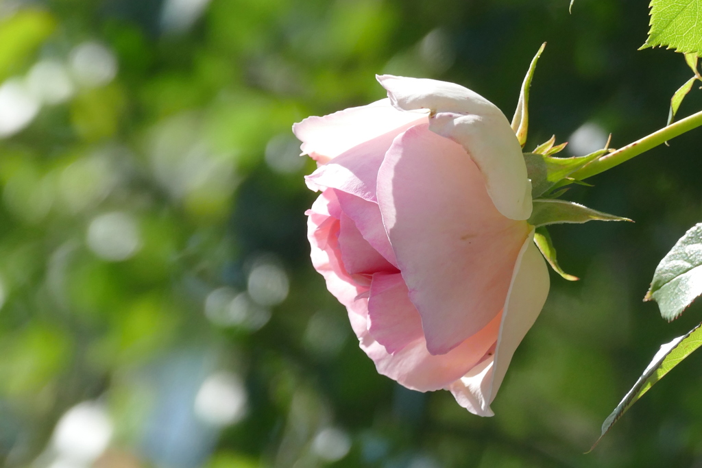 民家の2階からピンクのツルバラ