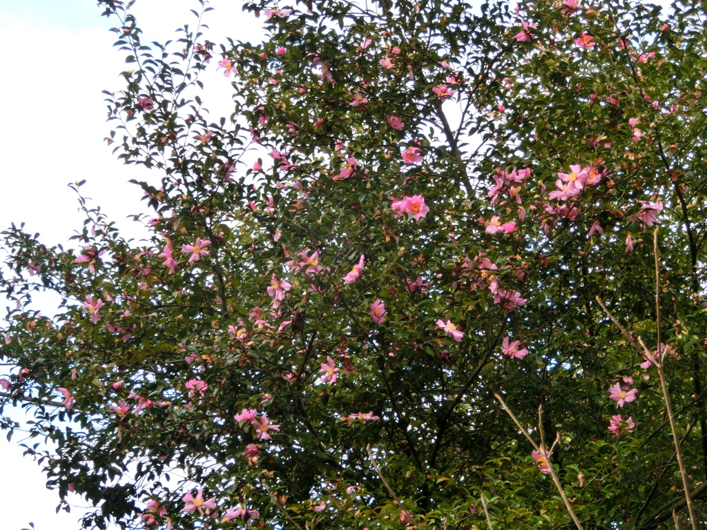 千住元町の森のある家の山茶花