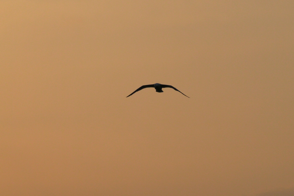 夕焼けの都鳥