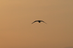 夕焼けの都鳥