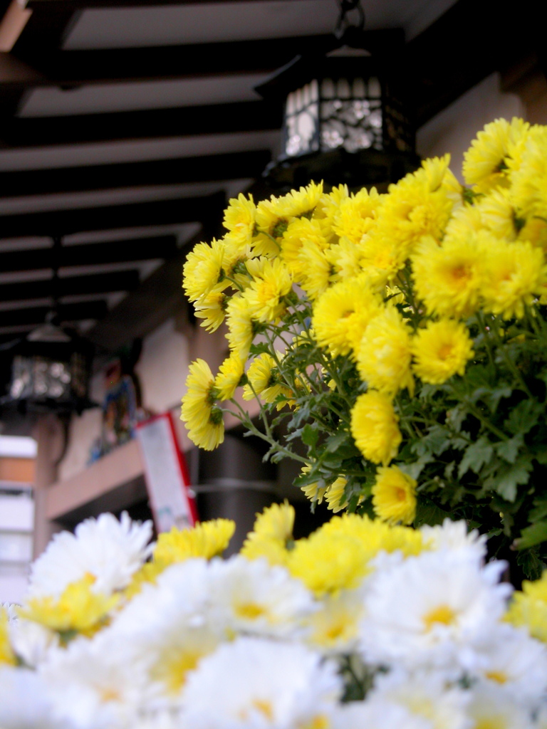 湯島天神の菊