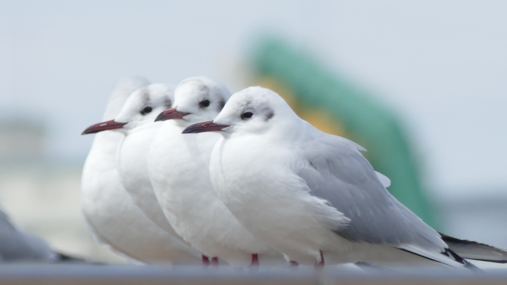 ３羽と