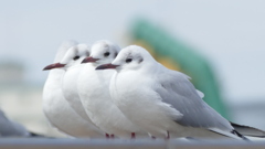 ３羽と