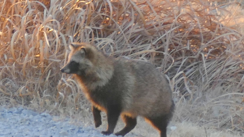荒川河原にまた夕日を浴びるたぬき