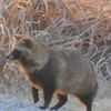 荒川河原にまた夕日を浴びるたぬき
