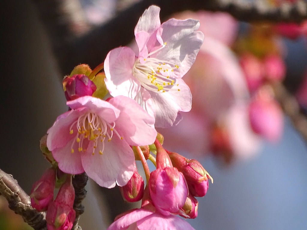 東京の河津桜