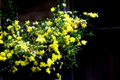 田端の民家の雲南黄梅