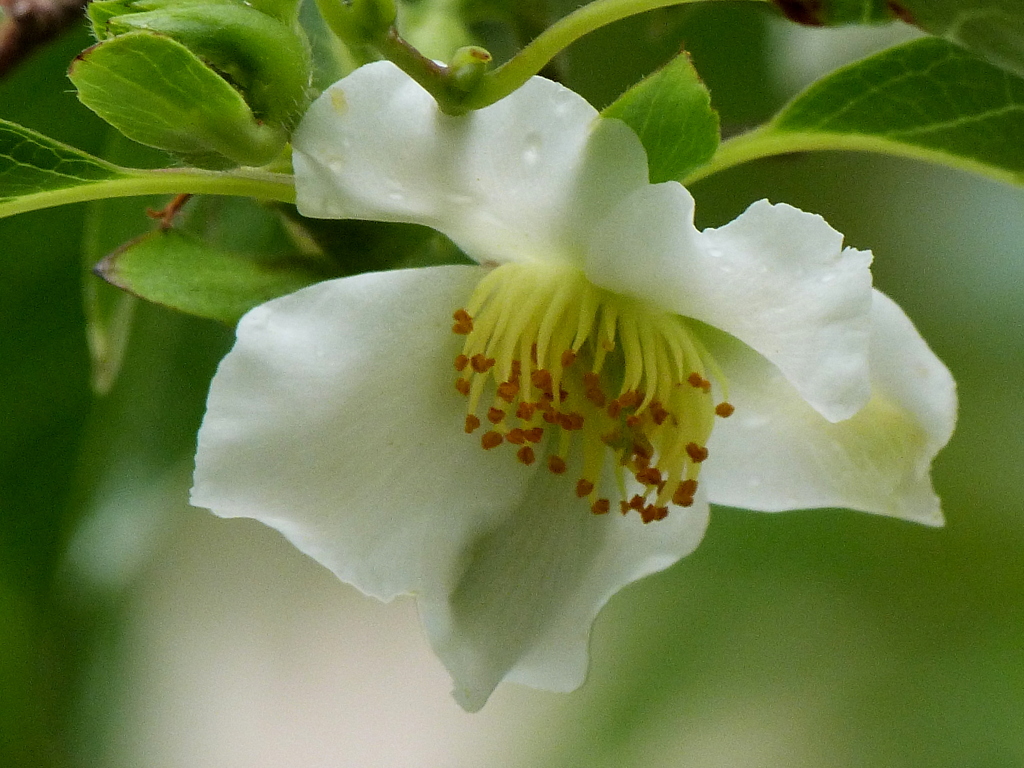 由布院のクリスマスローズ