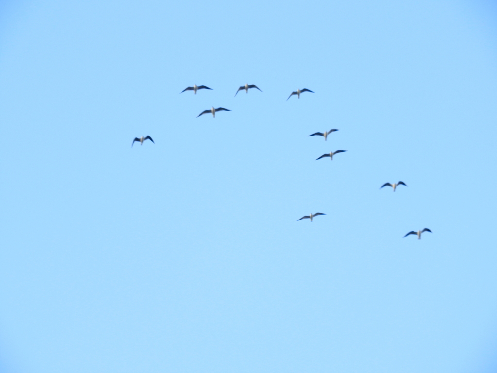 隅田川上空のユリカモメの群れと青空