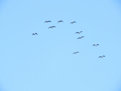 隅田川上空のユリカモメの群れと青空