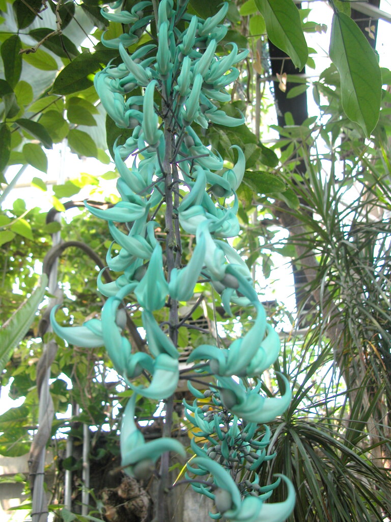 小石川植物園のヒスイカズラ