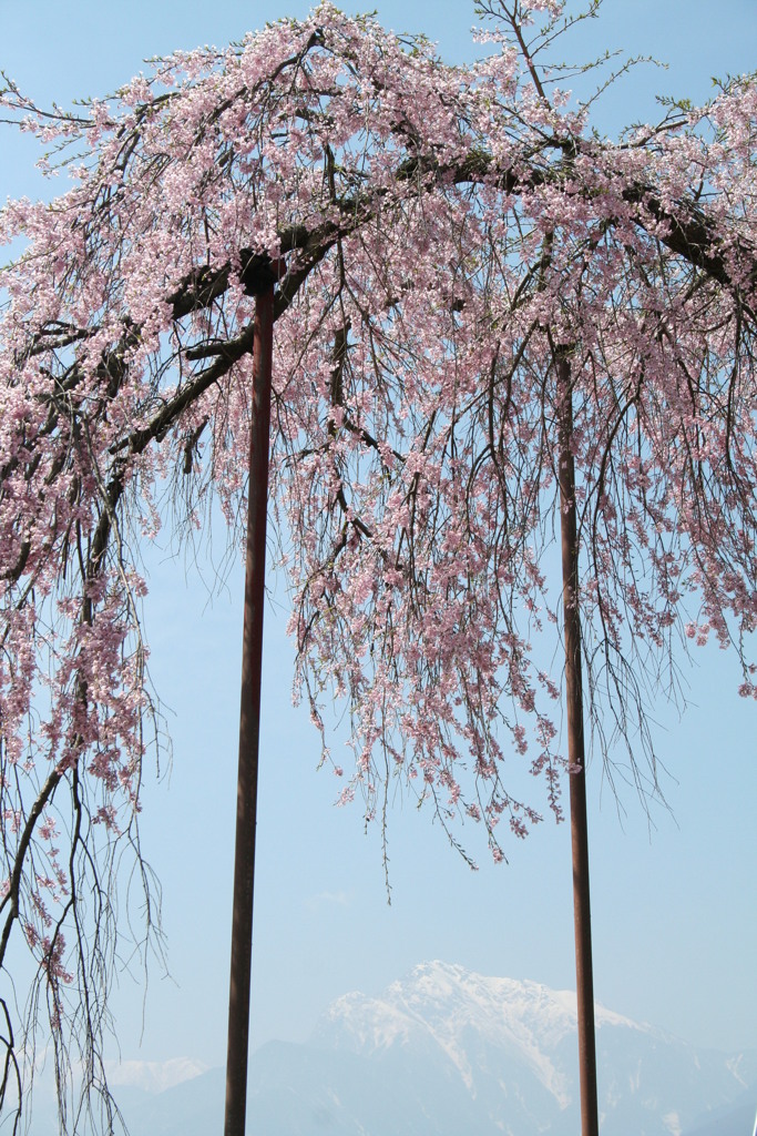 山梨北杜市の神田大糸桜と甲斐駒ヶ岳