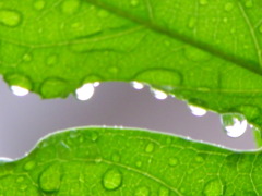 雨の金木犀の葉