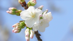 向島で大島桜咲き始め