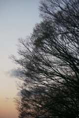 けやきの樹形と春の夕空
