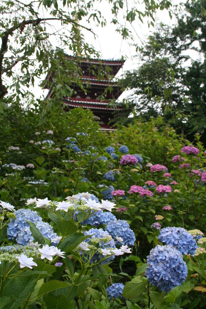 長谷山 本土寺のアジサイ