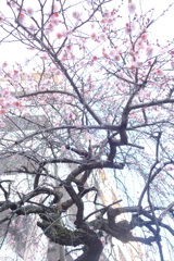 日の出町団地のピンクのしだれ梅