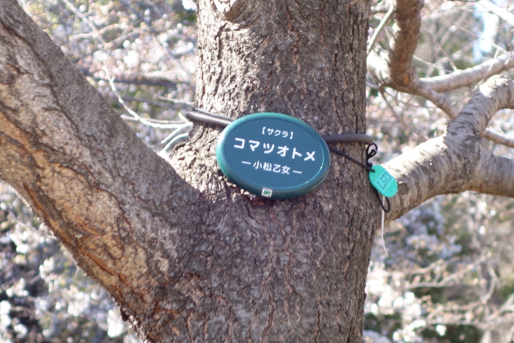 小松乙女桜の幹