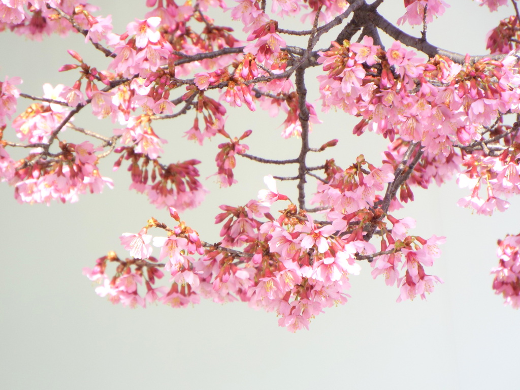 おかめ桜