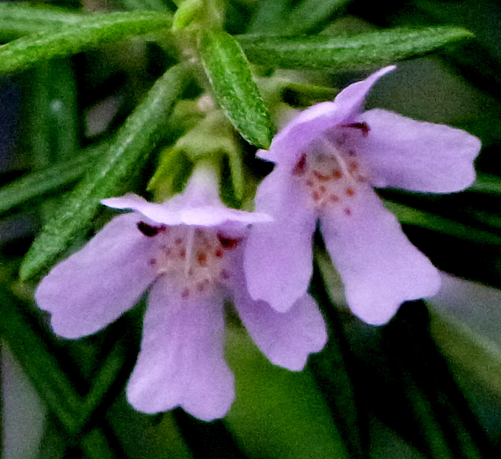 ウエストリンギアー(オーストラリアンローズマリー）