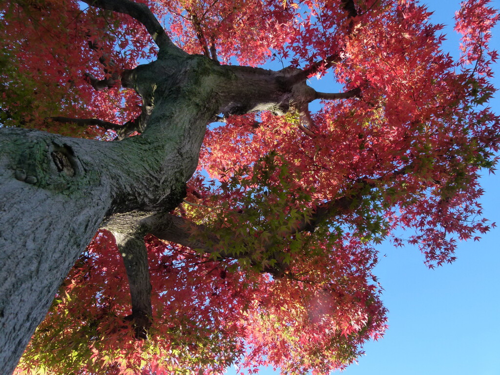 公園のイロハモミジを撮ってみた
