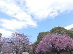 上野恩賜公園の春空
