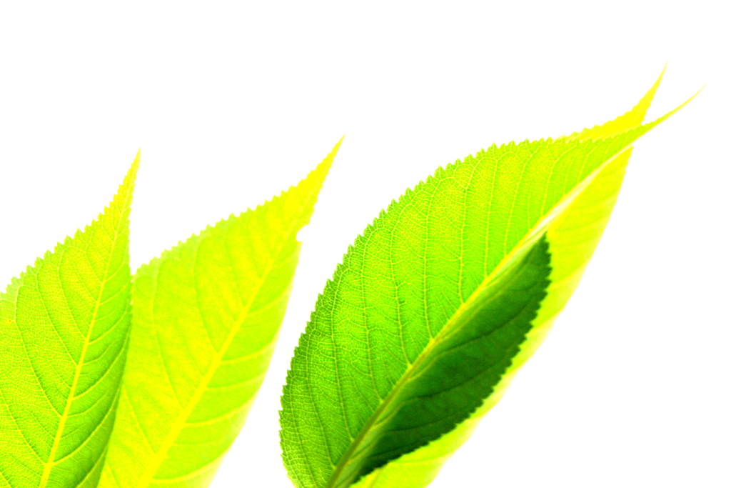 大島桜の葉っぱのコラージュ