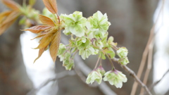 里桜の御衣黄が咲きました