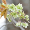 里桜の御衣黄が咲きました