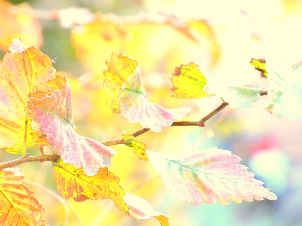 なんの木ない欅のコラージュしてみた