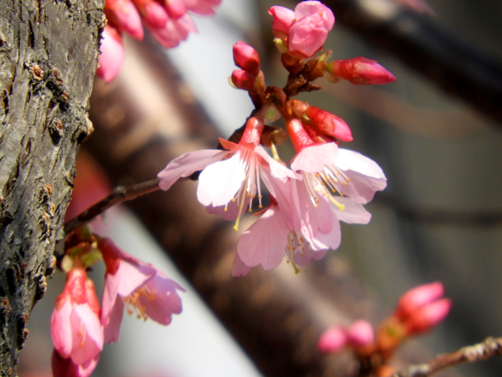 隅田川沿いのおかめ桜咲き始め