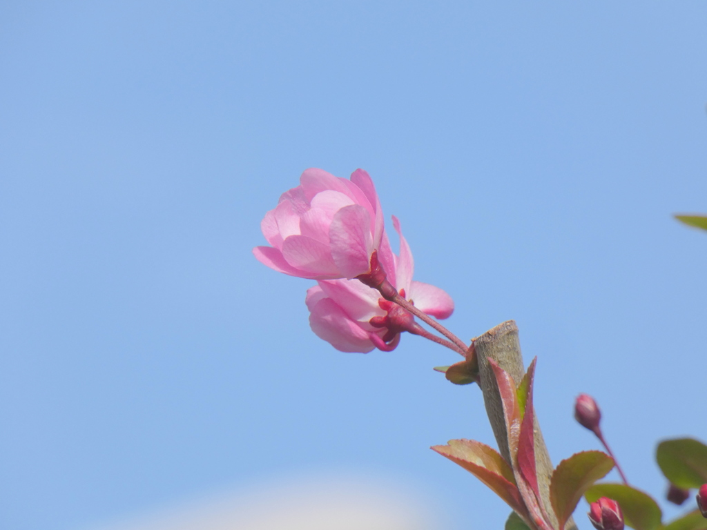 南千住のJRP貨物のある通り並木の花海藤