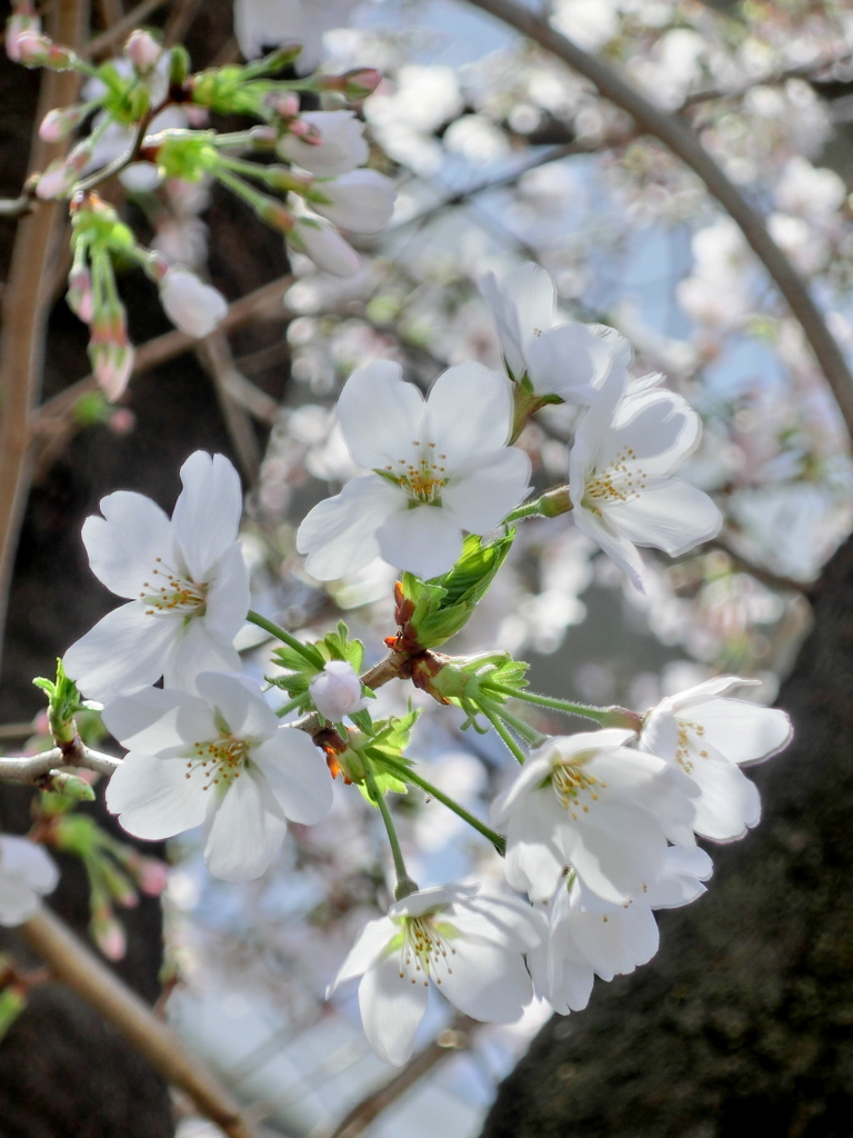 ツタの絡まるソメイヨシノの花