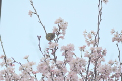 満開の十月桜とメジロ