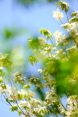 青空のクロガネモチの新緑からハナミズキ