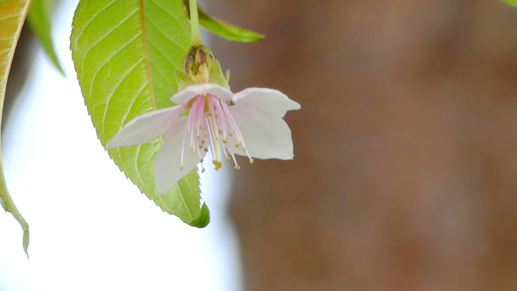 ヒマラヤ桜の蕊