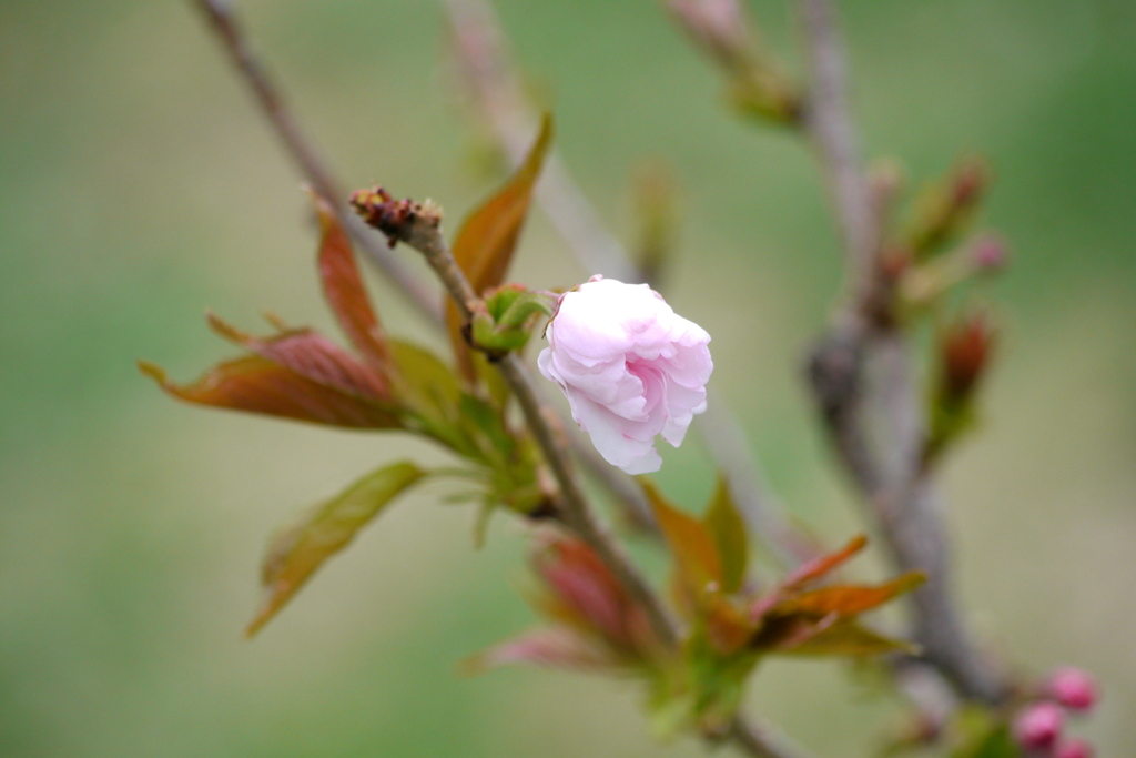 千住桜木公園の泰山府君