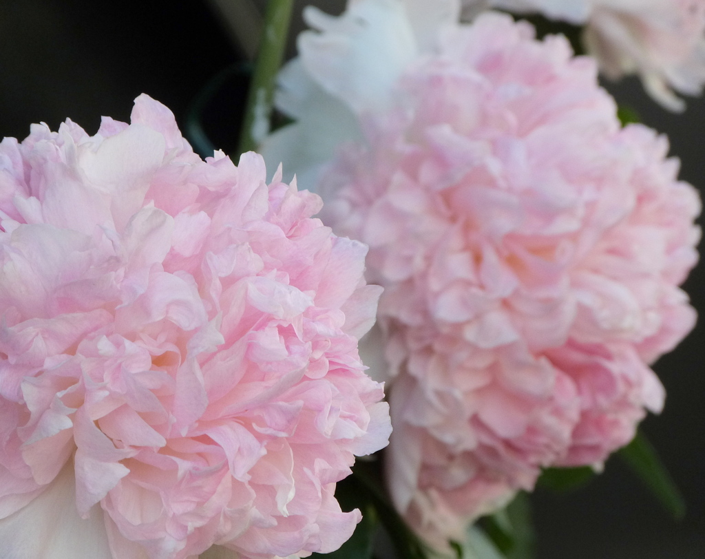 満開のシャクヤクピンク