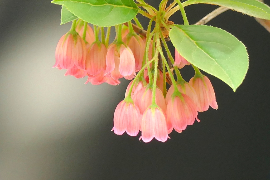 町屋の民家のさらさ満天星