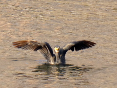 夕日の当たる隅田川のカワウ