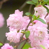 近所の庭桜