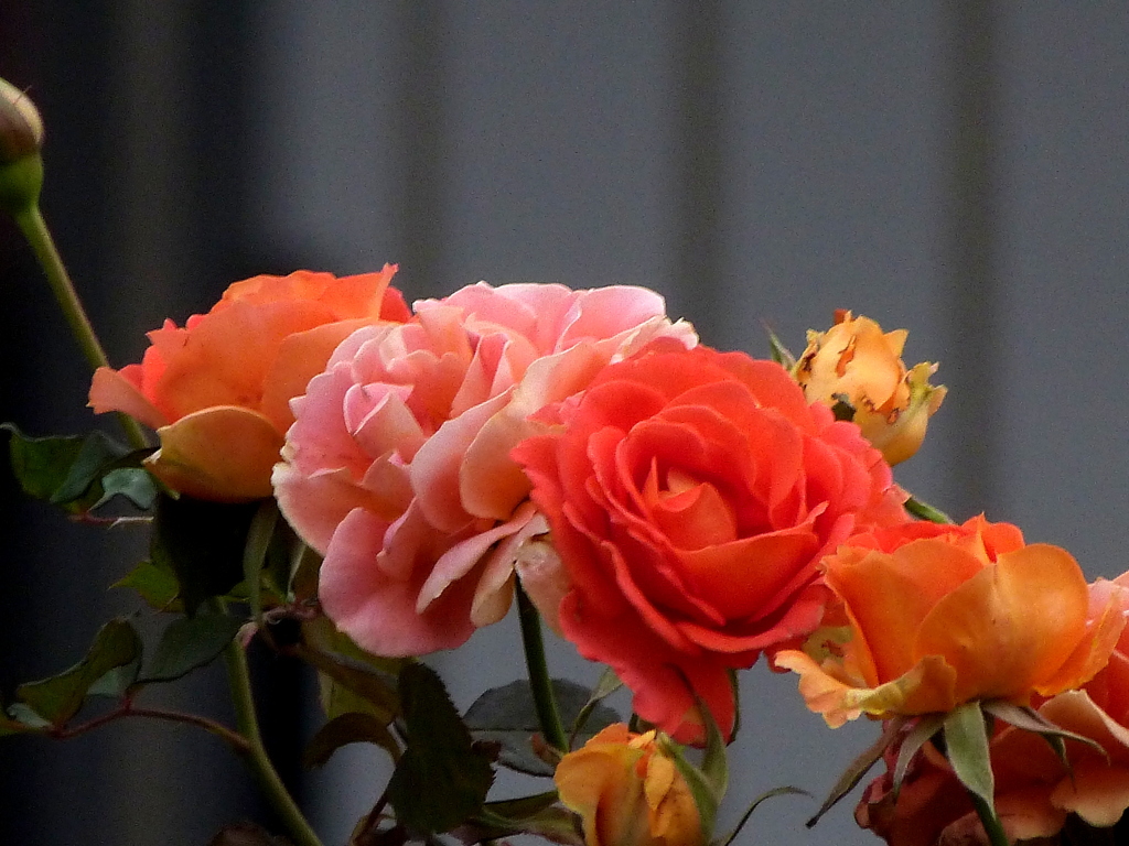 ＪＲの線路わきで咲いてた多色咲きの薔薇